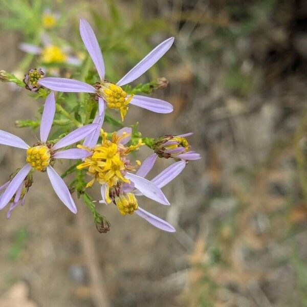 Galatella sedifolia Flower