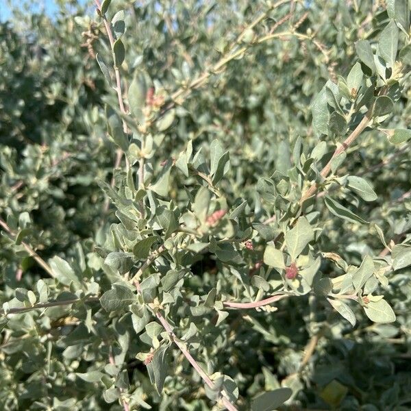 Atriplex halimus Blad