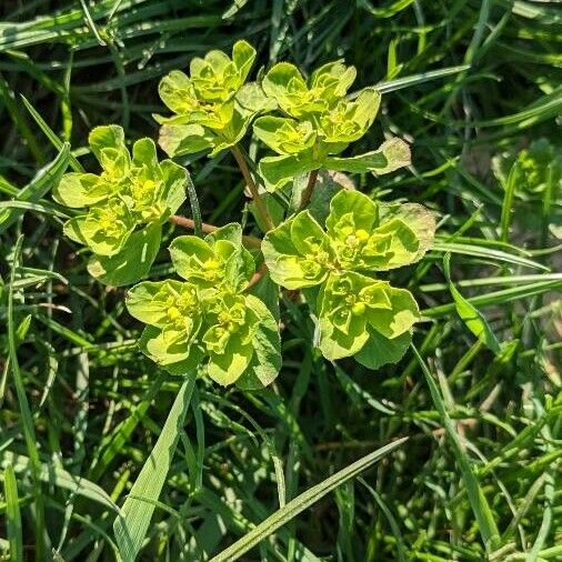 Euphorbia helioscopia പുഷ്പം