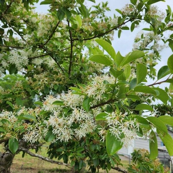 Chionanthus retusus പുഷ്പം