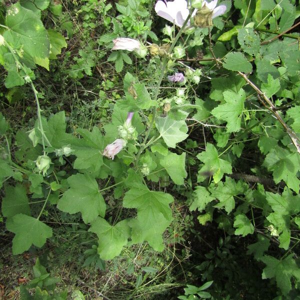 Lavatera thuringiaca Plante entière