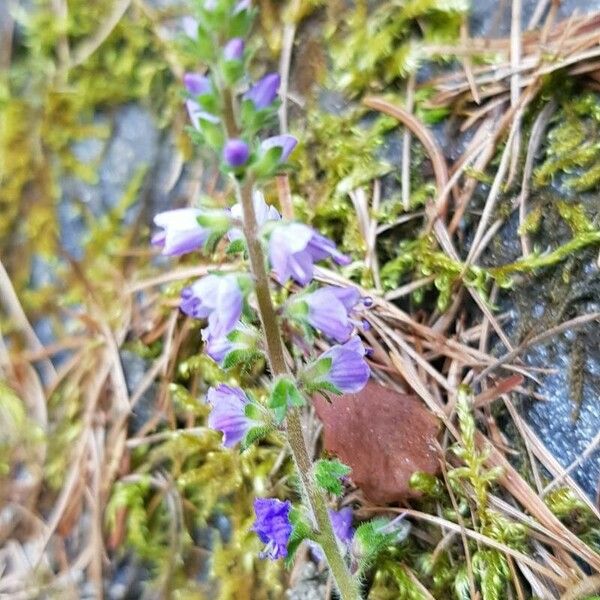 Veronica officinalis Λουλούδι