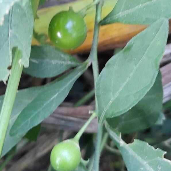 Solanum pseudocapsicum Fruit