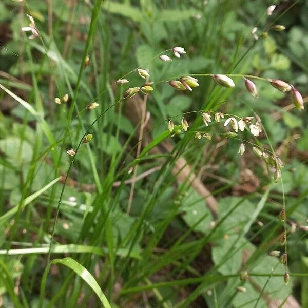 Melica nutans Flower