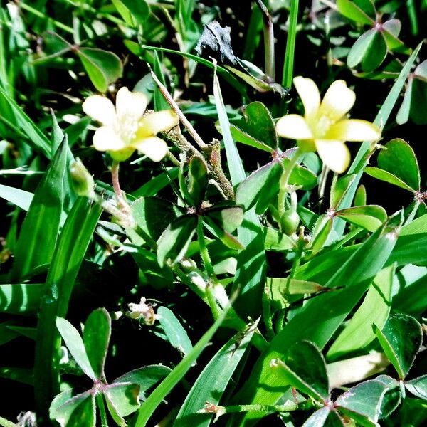 Oxalis corniculata Blomma