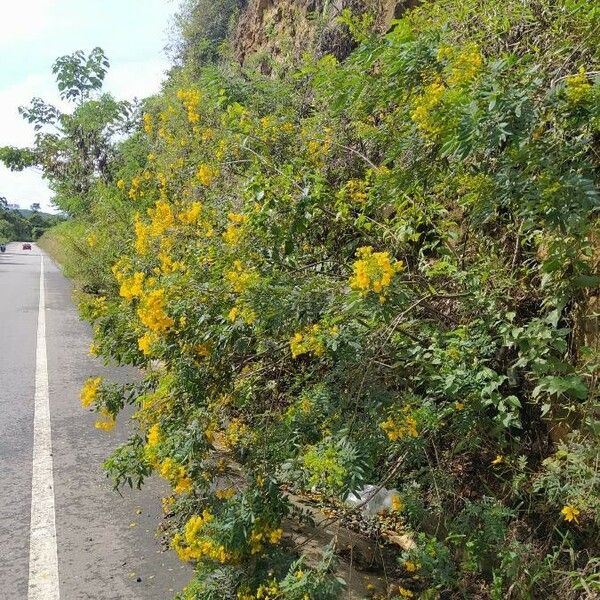 Senna multiglandulosa Habit