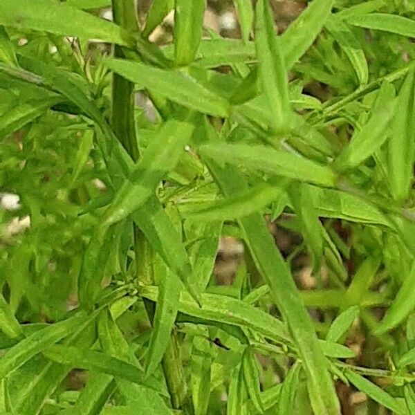 Symphyotrichum ericoides Ліст