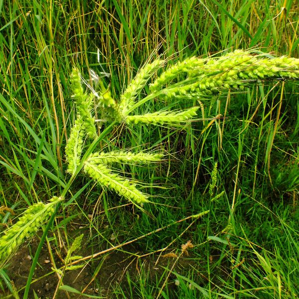 Echinochloa crus-galli Цвят