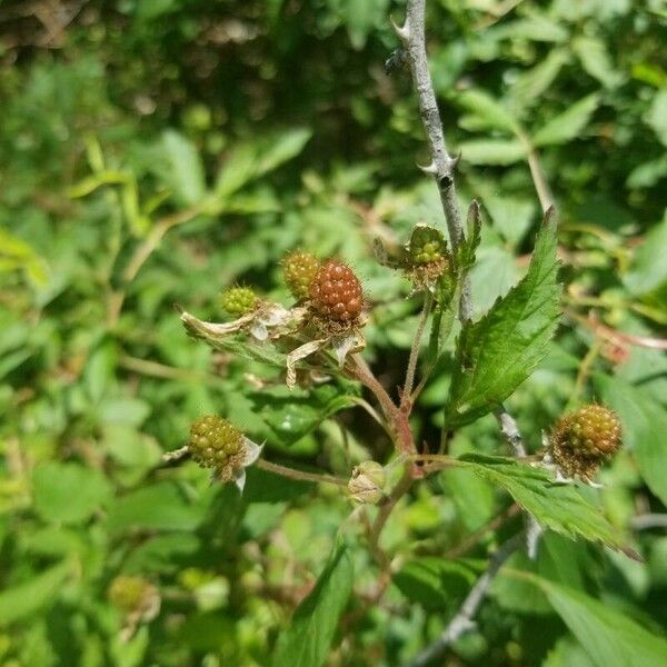 Rubus pensilvanicus Plod