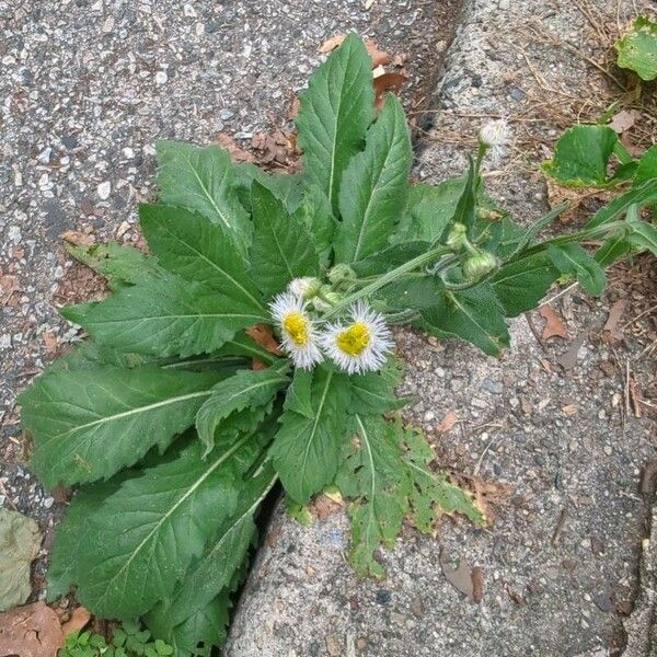 Erigeron philadelphicus Агульны выгляд