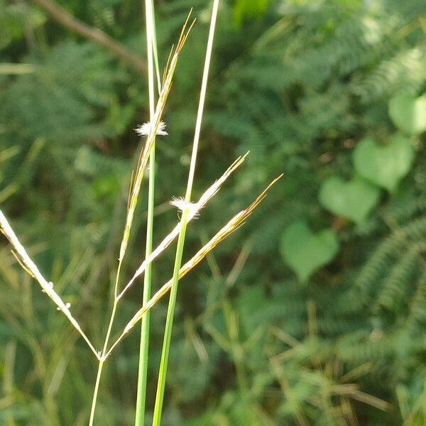 Bothriochloa bladhii Kvet