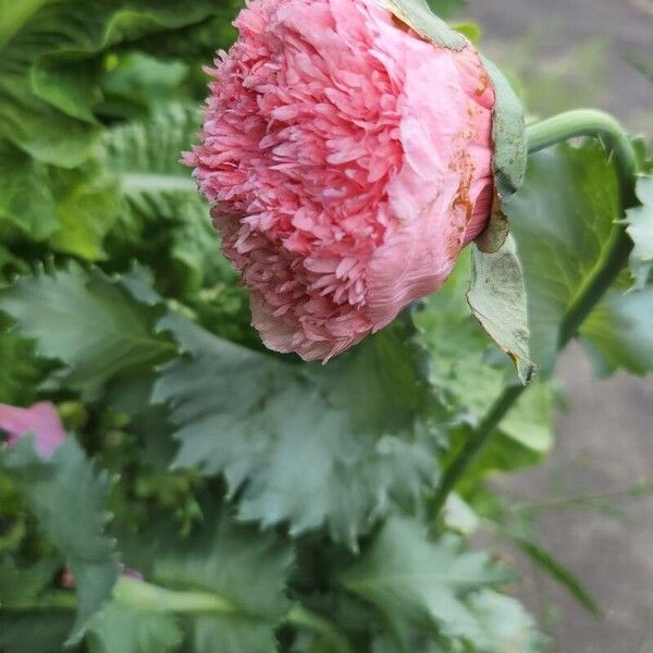 Papaver somniferum 花