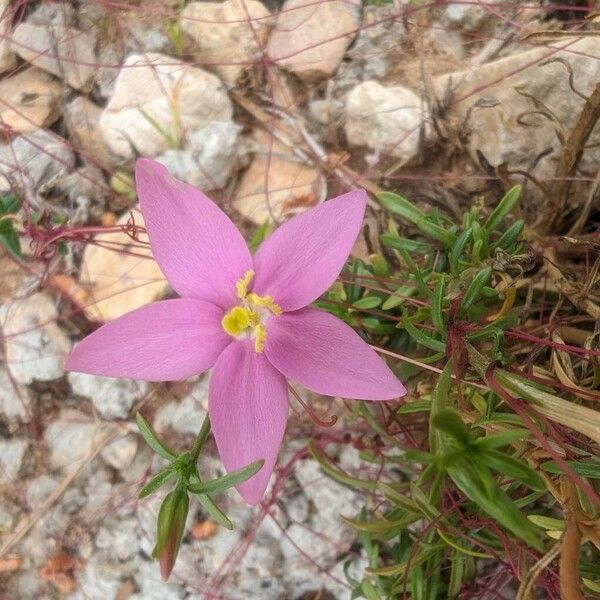 Centaurium quadrifolium Fleur