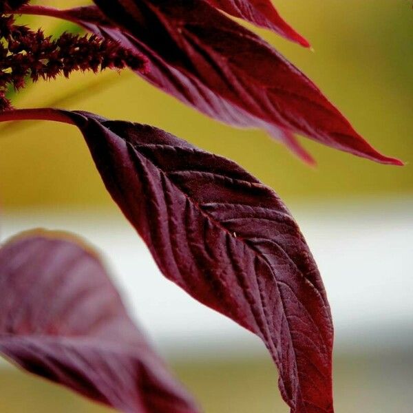 Amaranthus cruentus Muu