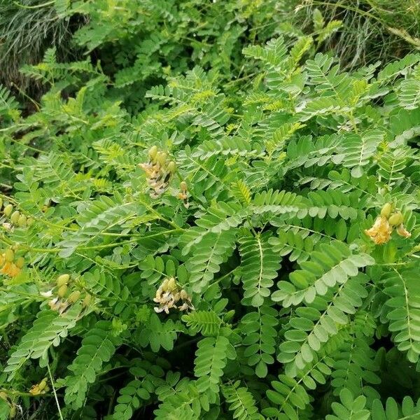 Astragalus penduliflorus Liść