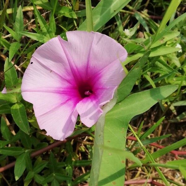 Ipomoea aquatica 花