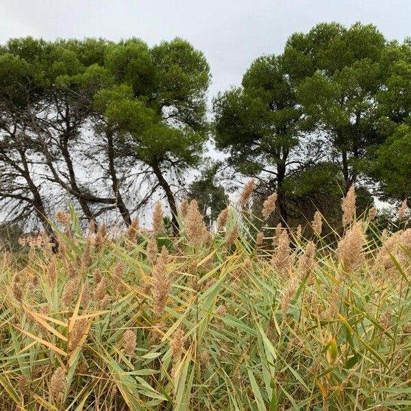 Phragmites australis Fiore