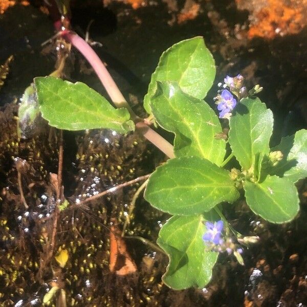 Veronica beccabunga Leaf