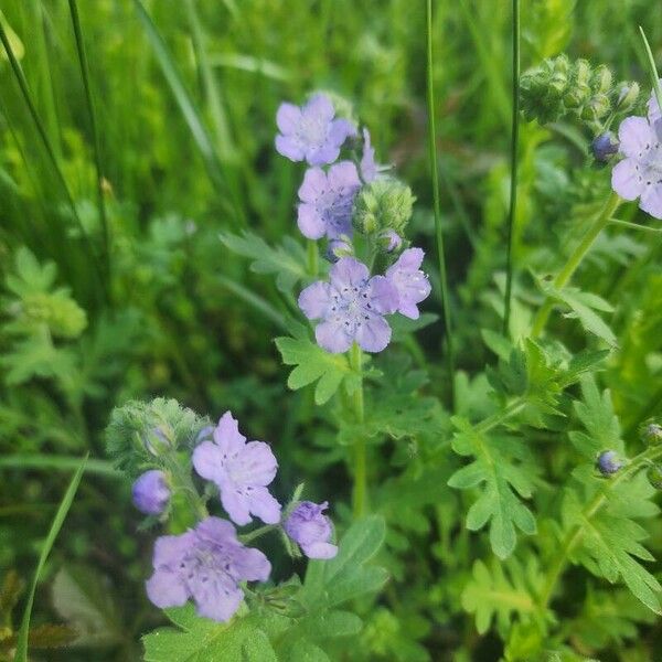 Phacelia hirsuta Flower