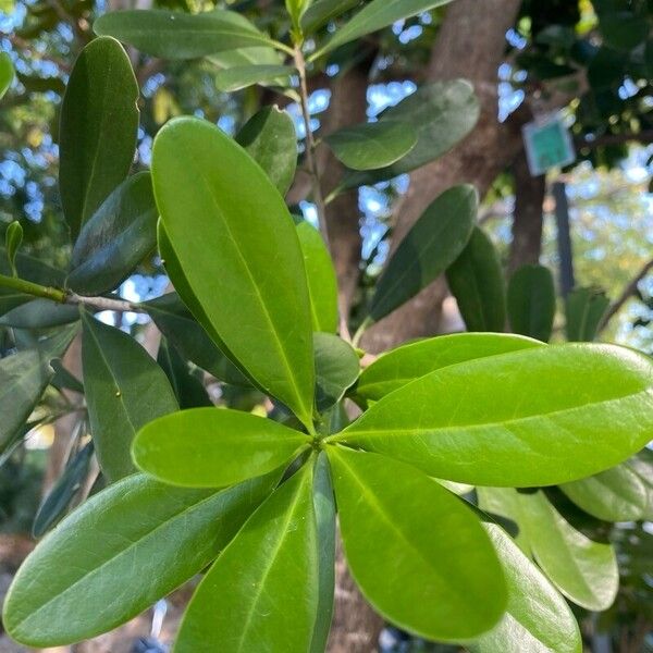 Canella winterana Feuille