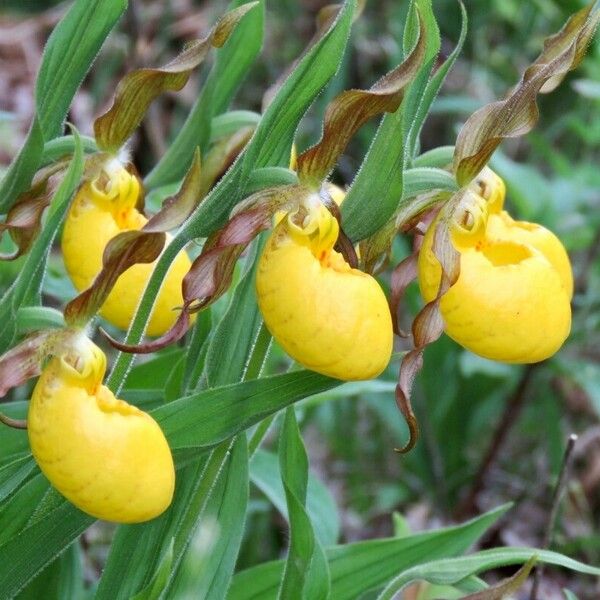 Cypripedium parviflorum Flor