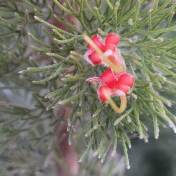 Adenanthos sericeus Flors