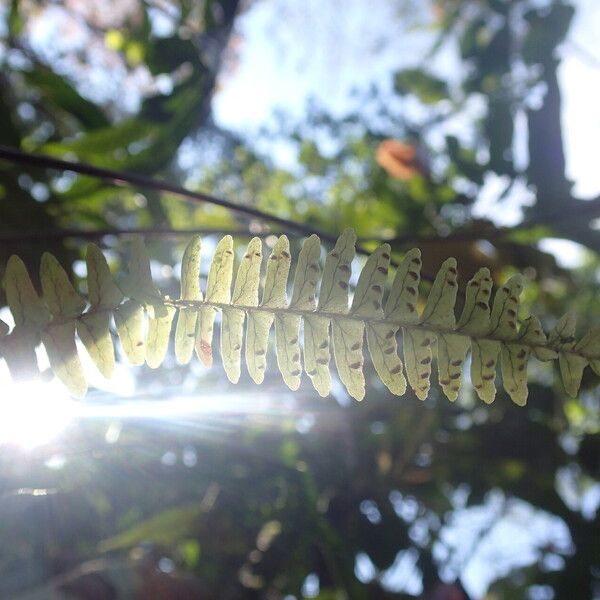 Nephrolepis undulata Leaf