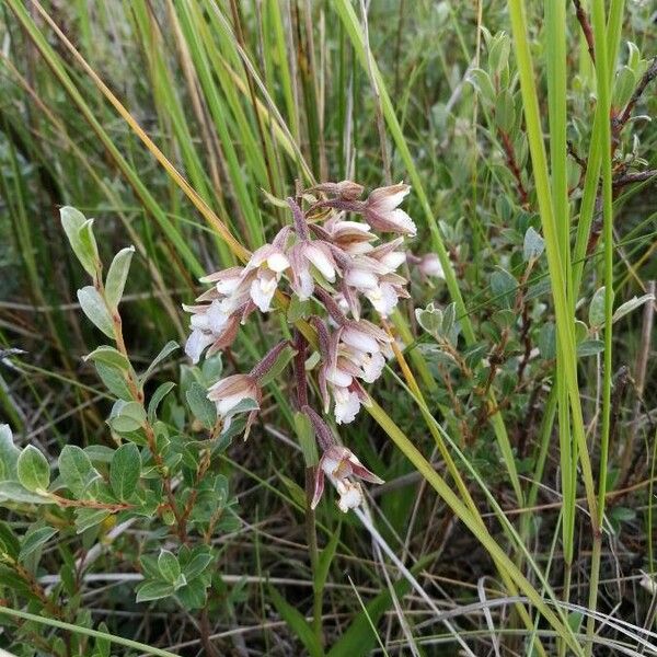 Epipactis palustris Flower