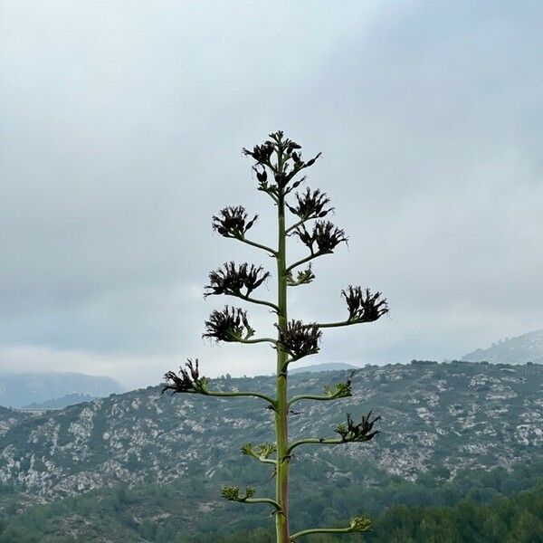 Agave sisalana 花