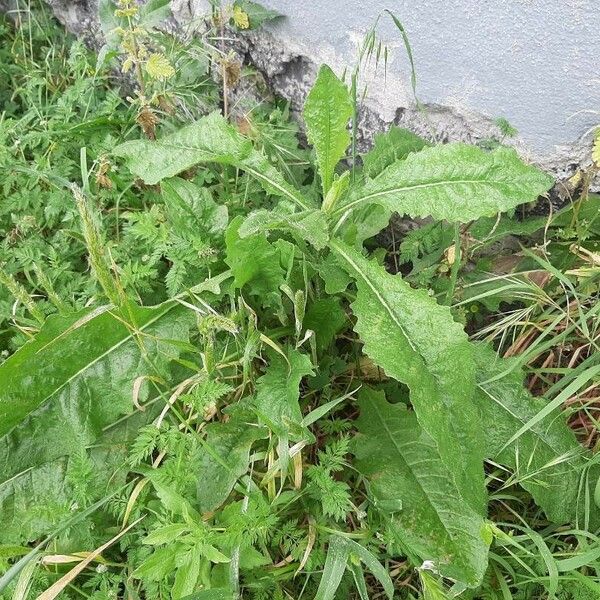 Lactuca virosa Habitus