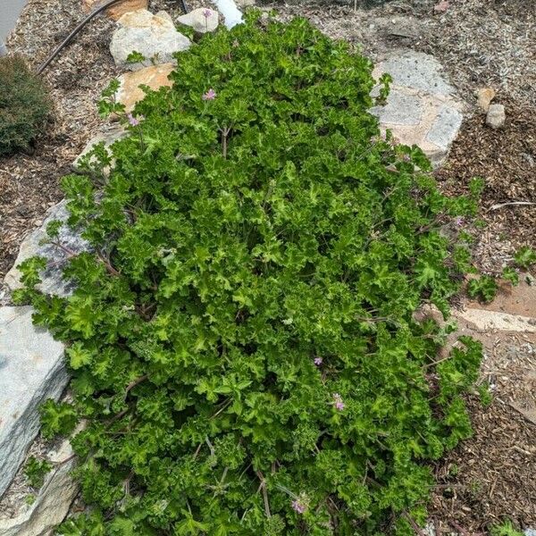 Pelargonium capitatum Агульны выгляд