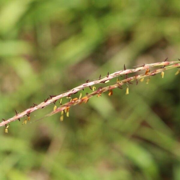 Miscanthus oligostachyus Кветка