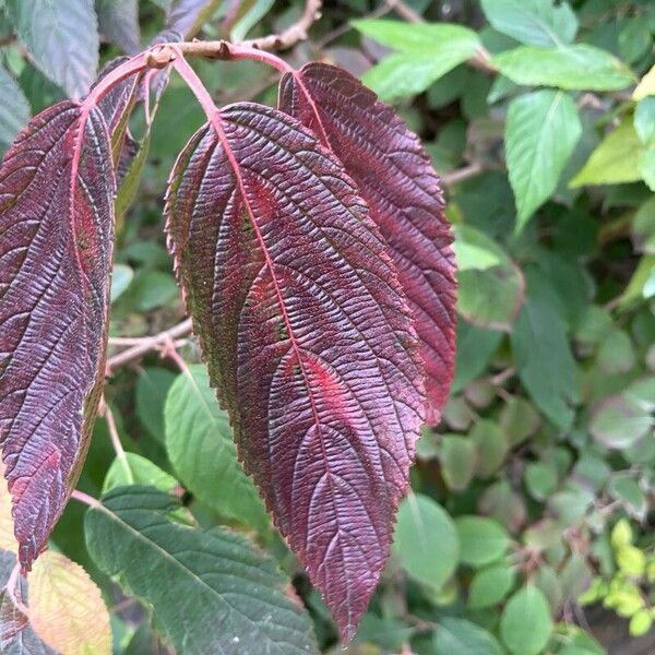 Viburnum plicatum Leaf