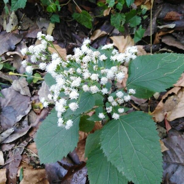 Ageratina altissima Blüte