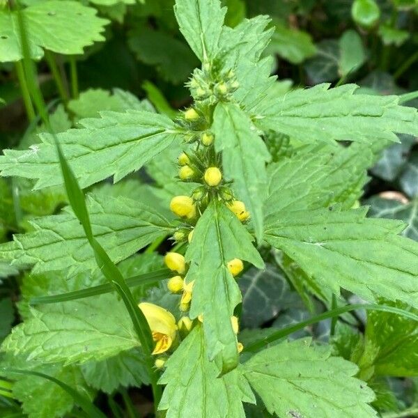 Lamium galeobdolon Хабит