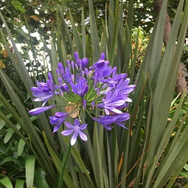 Agapanthus praecox Kwiat