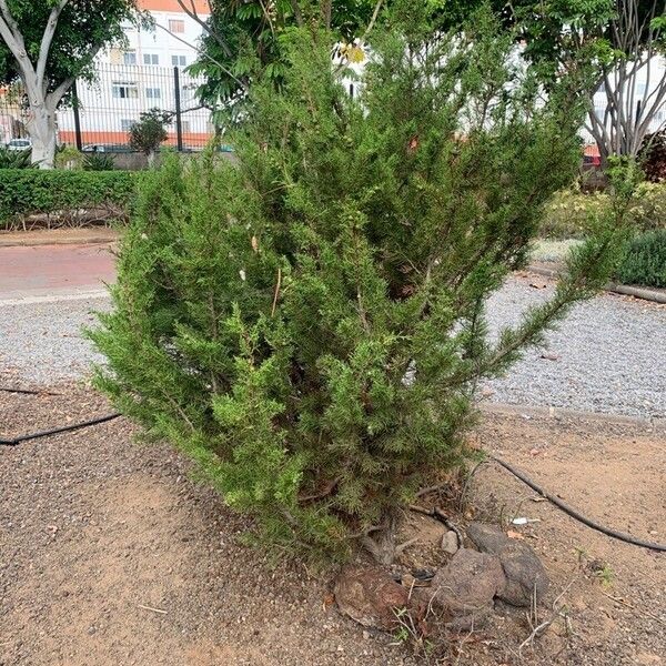 Juniperus phoenicea Tervik taim