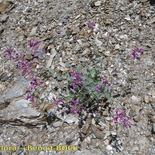 Moricandia moricandioides Habit