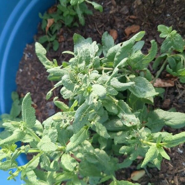 Salvia pratensis Лист