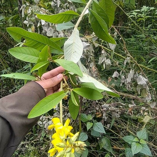 Crotalaria micans Hoja