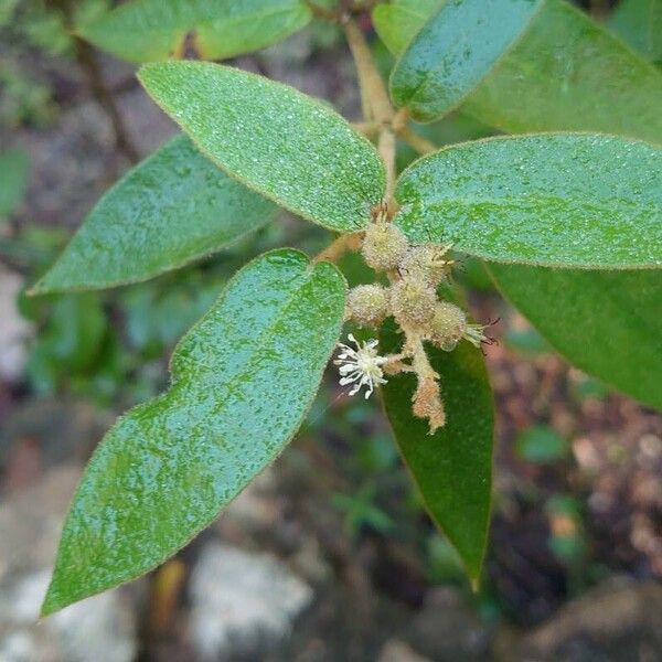 Croton flavens Flower