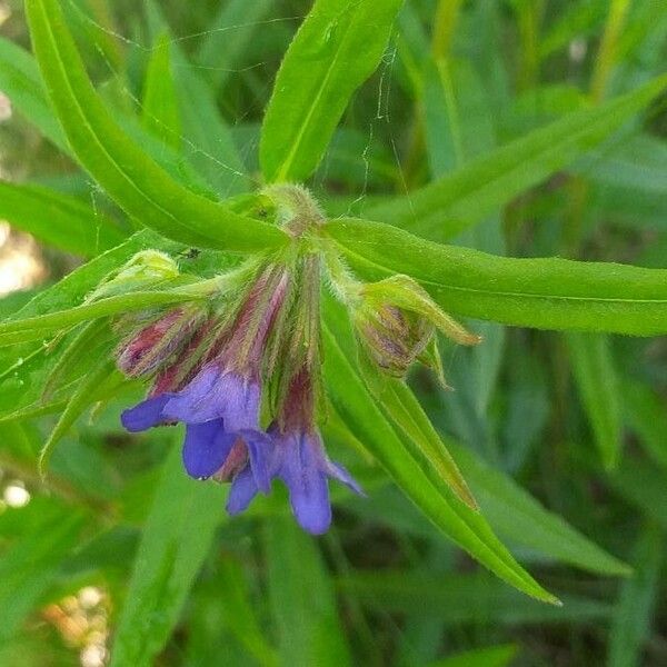 Aegonychon purpurocaeruleum Квітка