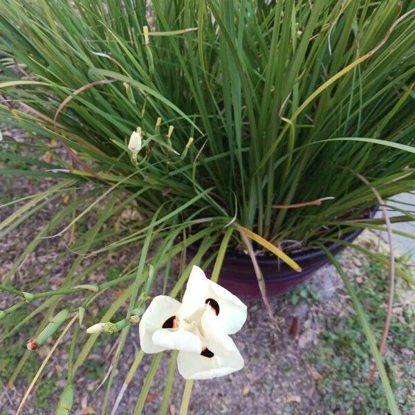 Dietes bicolor Flower