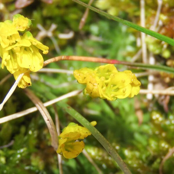 Draba aizoides Flower