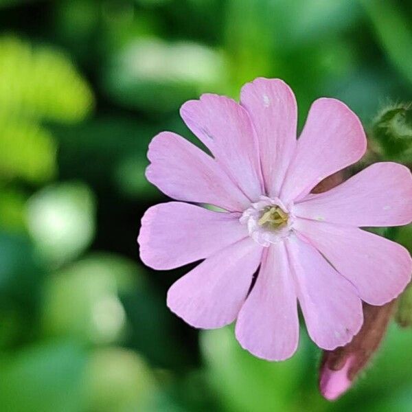 Silene dioica Flower