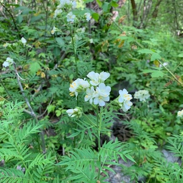 Polemonium foliosissimum Λουλούδι