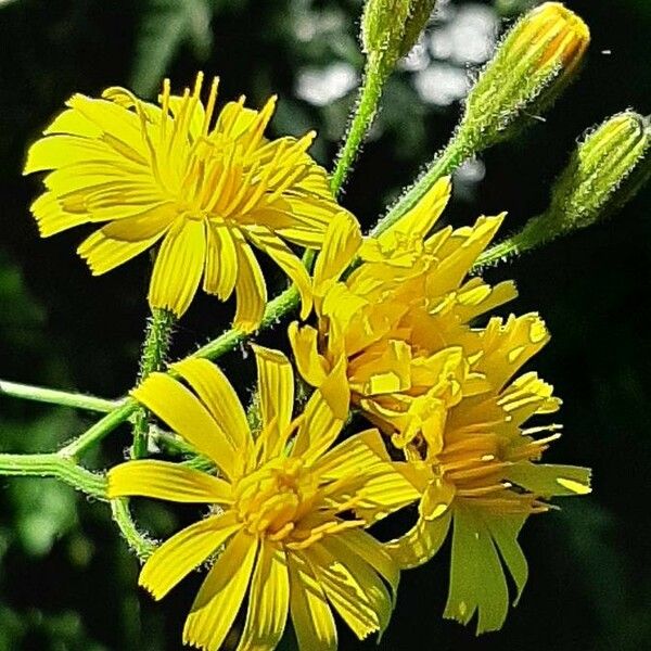 Crepis lampsanoides Kwiat