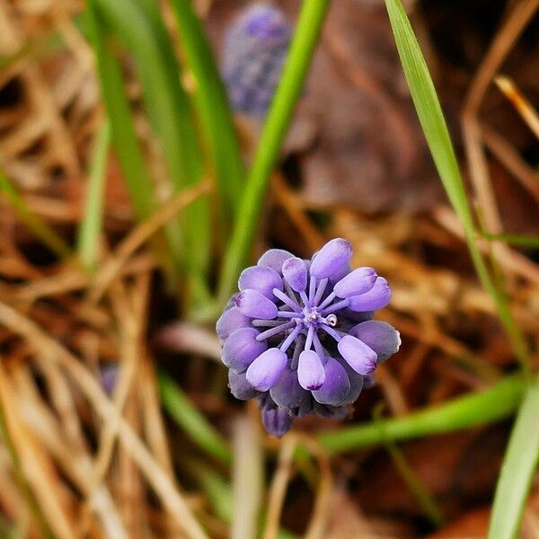 Muscari neglectum Bloem