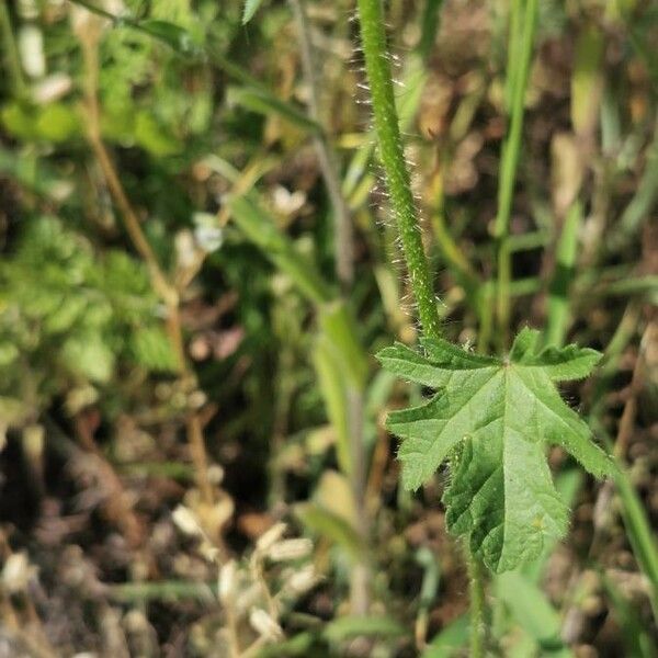 Malva setigera Leaf