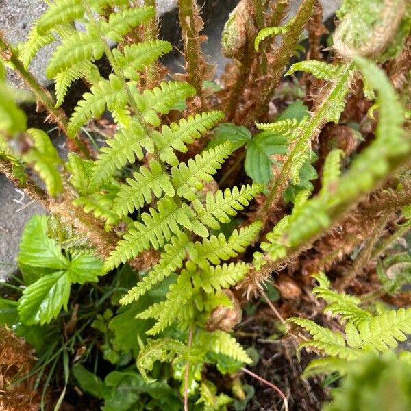 Dryopteris filix-mas পাতা